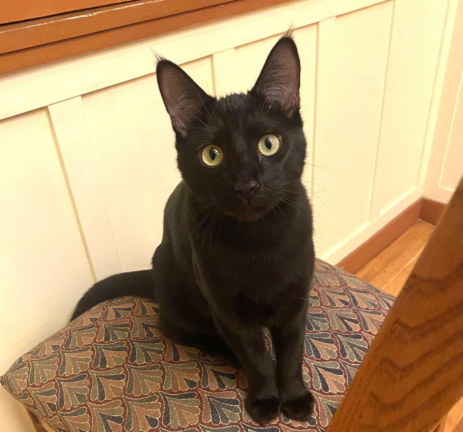 Enlarge Froyo (bonded with Gelato), a Adoptable Domestic Short Hair in Oakland, CA image 3/3