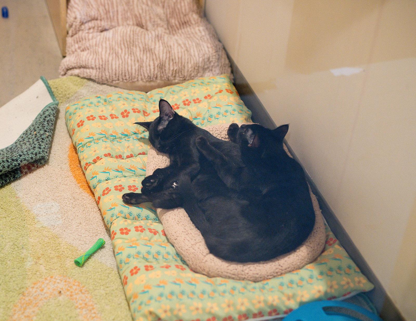 Enlarge Froyo (bonded with Gelato), a Adoptable Domestic Short Hair in Oakland, CA image 2/3