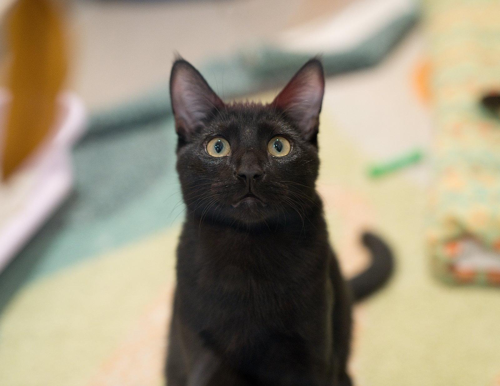 Enlarge Froyo (bonded with Gelato), a Adoptable Domestic Short Hair in Oakland, CA image 3/3