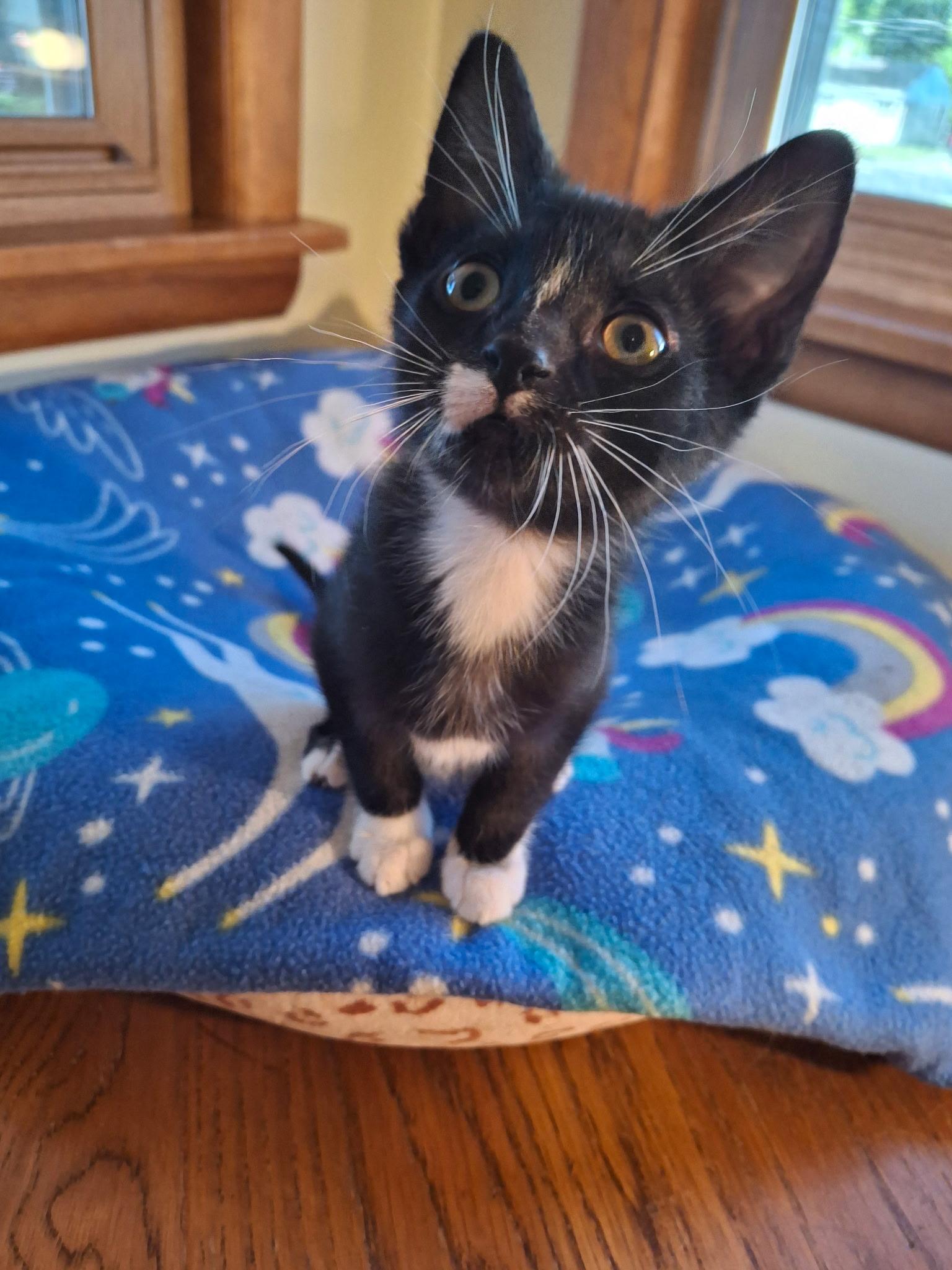 Dragonfly (Foster), a ADOPTABLE Domestic Short Hair in Watertown, WI image 3/4