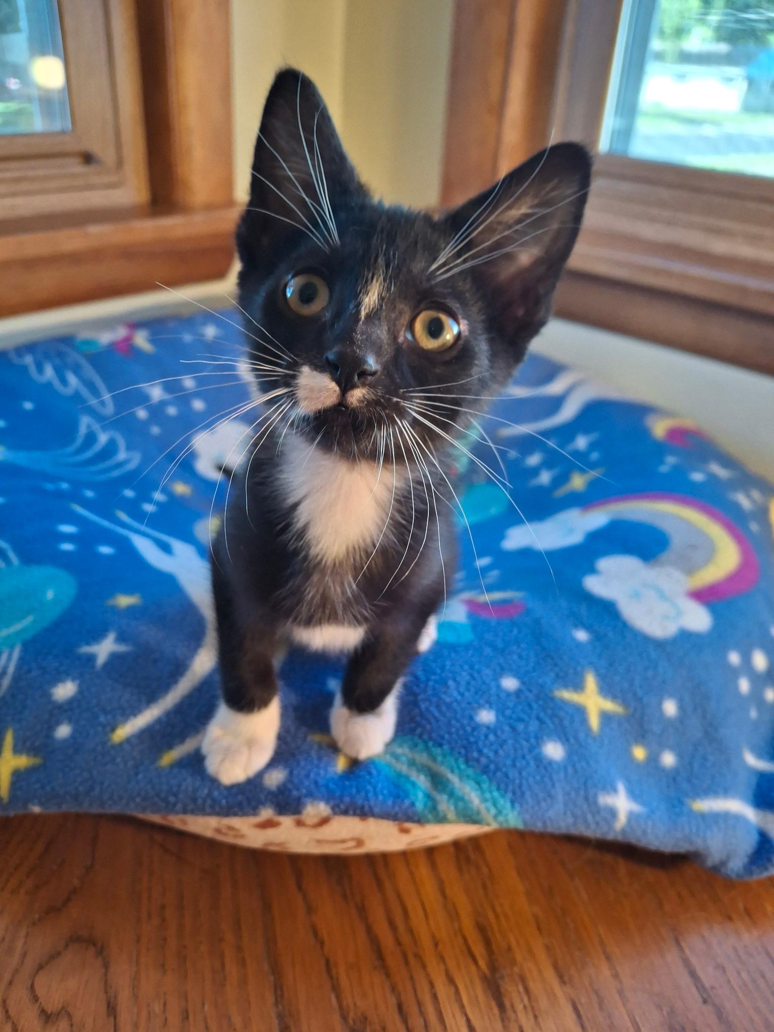 Dragonfly (Foster), a ADOPTABLE Domestic Short Hair in Watertown, WI image 4/4