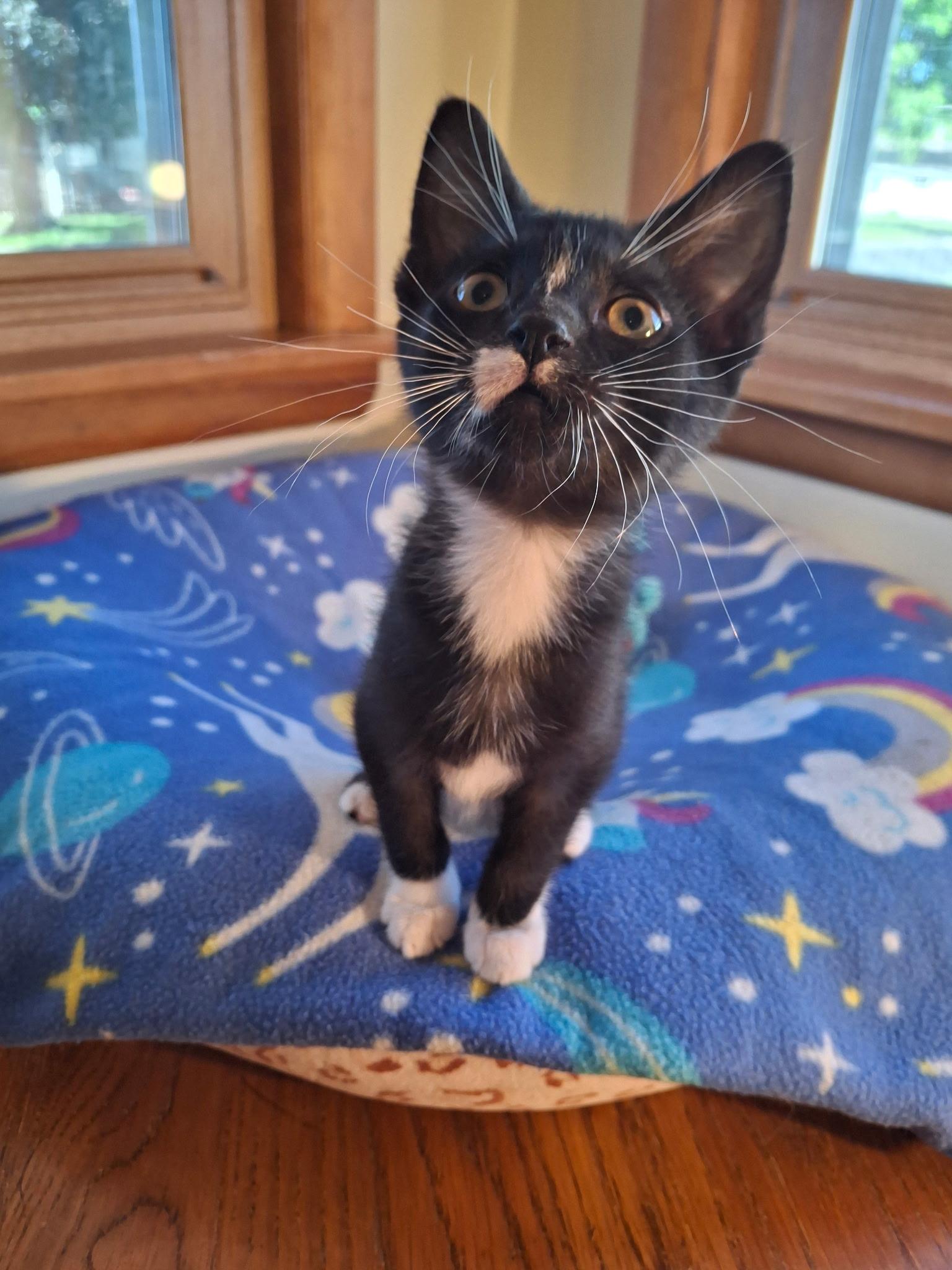 Dragonfly (Foster), ADOPTABLE, Kitten Female Domestic Short Hair.