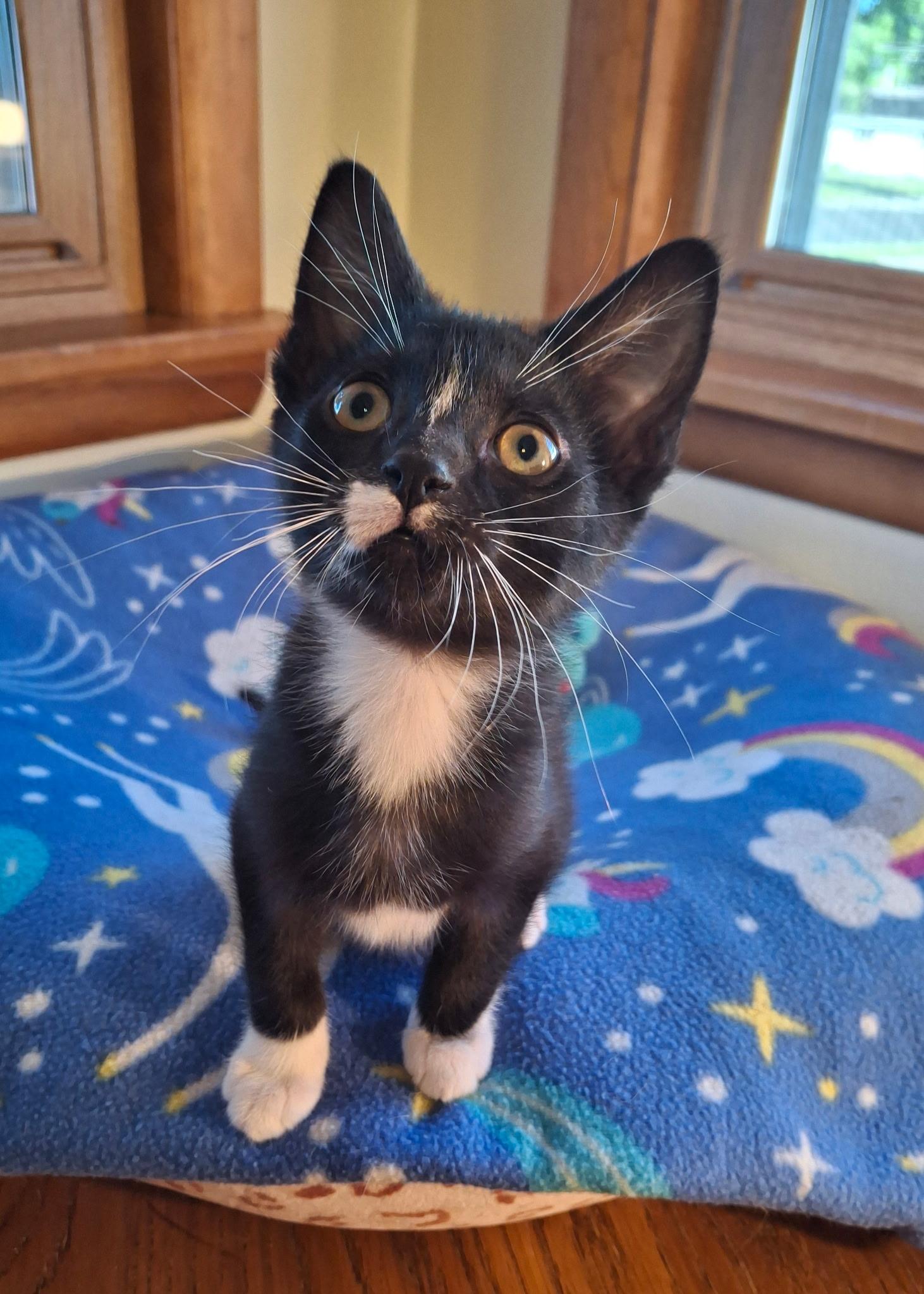 Dragonfly (Foster), a ADOPTABLE Domestic Short Hair in Watertown, WI image 2/4
