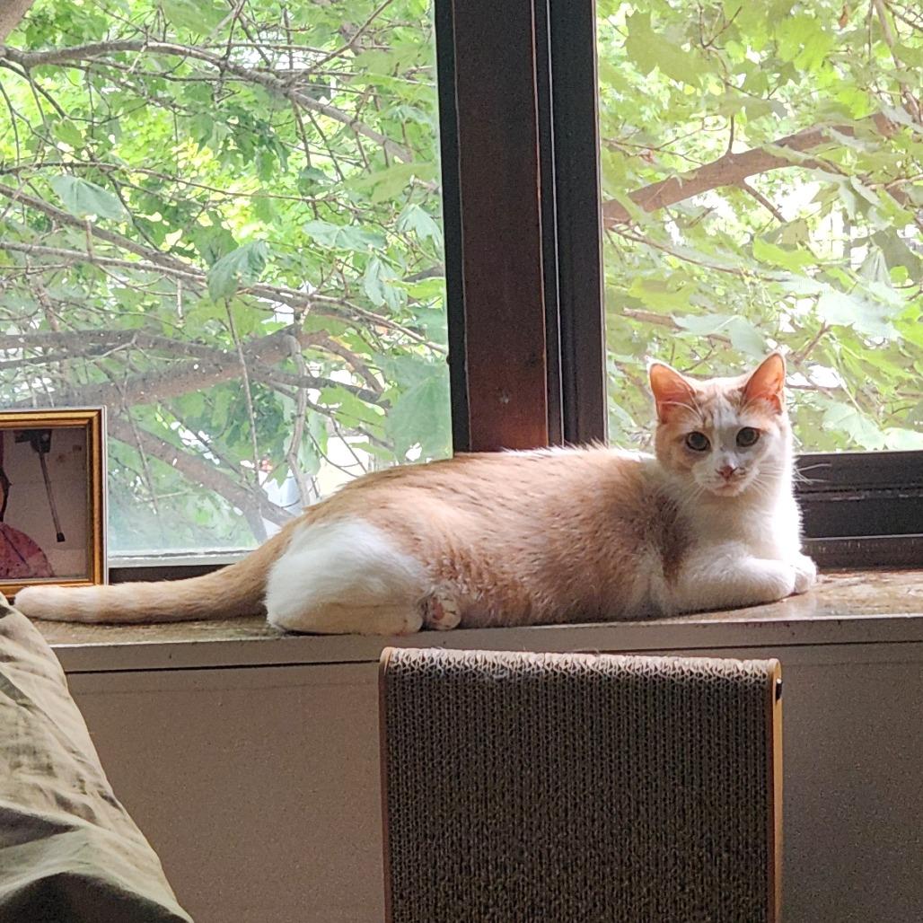 Lemongrass, ADOPTABLE, Adult Female Domestic Short Hair.