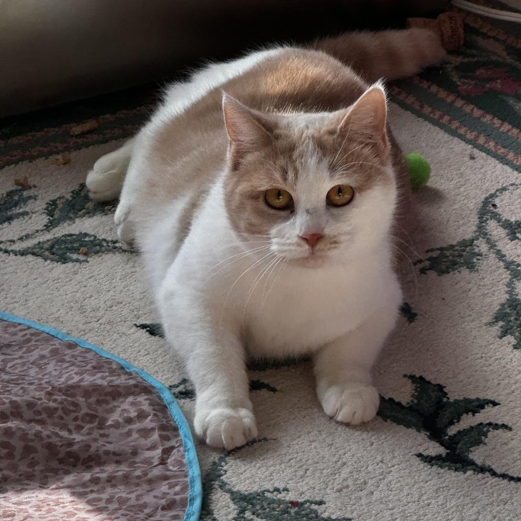 Lemongrass, ADOPTABLE, Adult Female Domestic Short Hair.