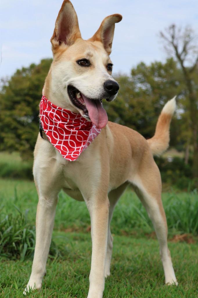 Lila, Adoptable, Young Female Mixed Breed.