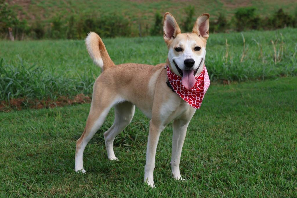Enlarge Lila, a Adoptable mixed breed in Columbia, TN image 2/5