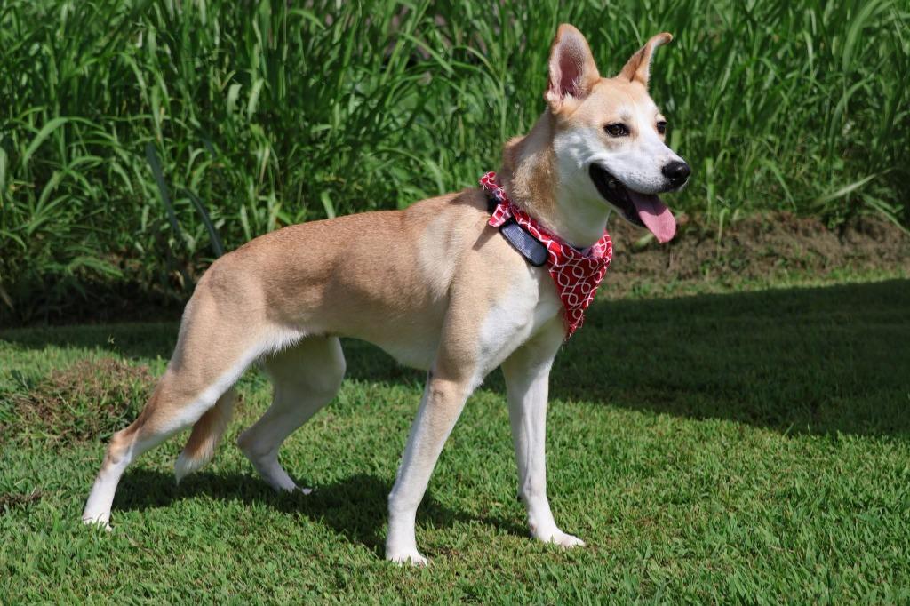 Enlarge Lila, a Adoptable mixed breed in Columbia, TN image 3/5