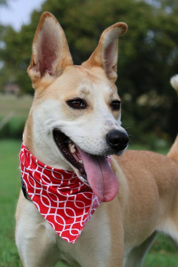 Enlarge Lila, a Adoptable mixed breed in Columbia, TN image 4/5