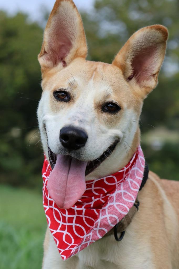 Enlarge Lila, a Adoptable mixed breed in Columbia, TN image 5/5