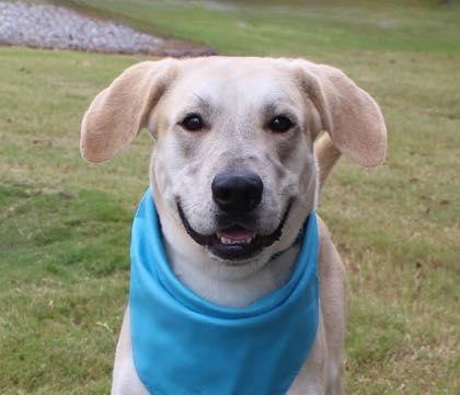 Boomer (20260112-04), an adopted Labrador Retriever in Niagara on the Lake, ON image 2/4