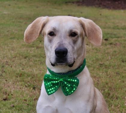 Boomer (20260112-04), an adopted Labrador Retriever in Niagara on the Lake, ON image 3/4