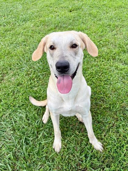Boomer (20260112-04), adopted, Young Male Labrador Retriever.