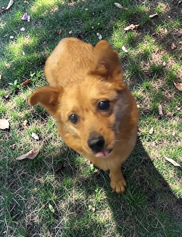 Enlarge Bella, an adopted Mixed Breed in Elyria, OH image 1/1