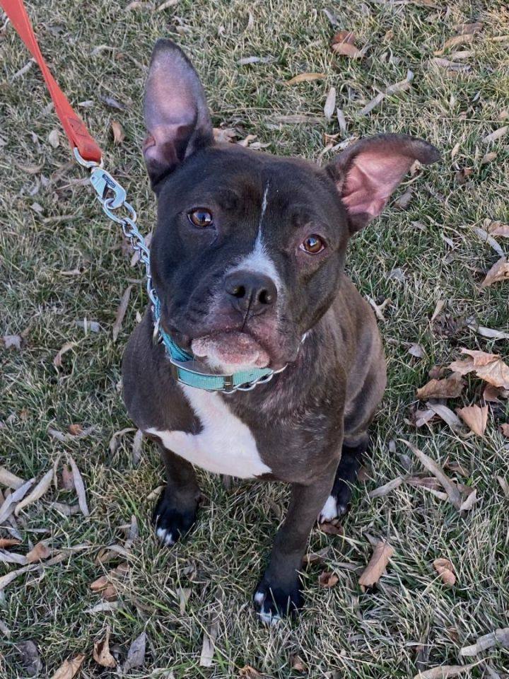 Happy , Adopted, Adult Female Pit Bull Terrier.