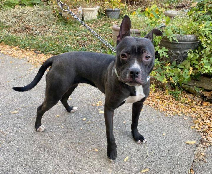 Happy , a Adopted mixed breed in Valparaiso, IN image 2/4