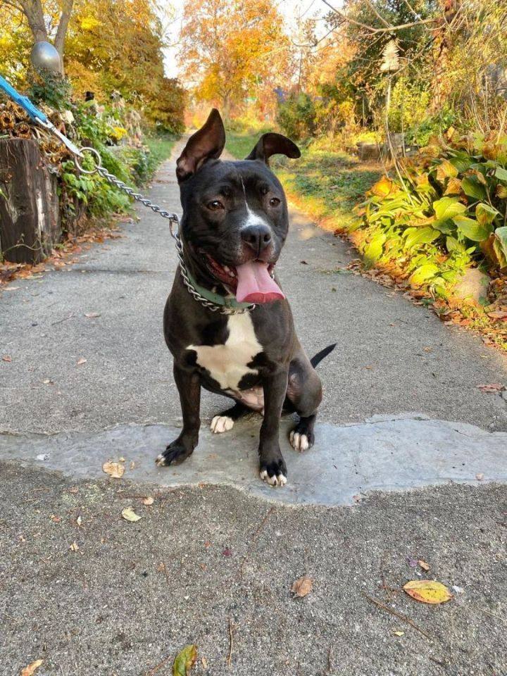 Happy , a Adopted mixed breed in Valparaiso, IN image 3/4