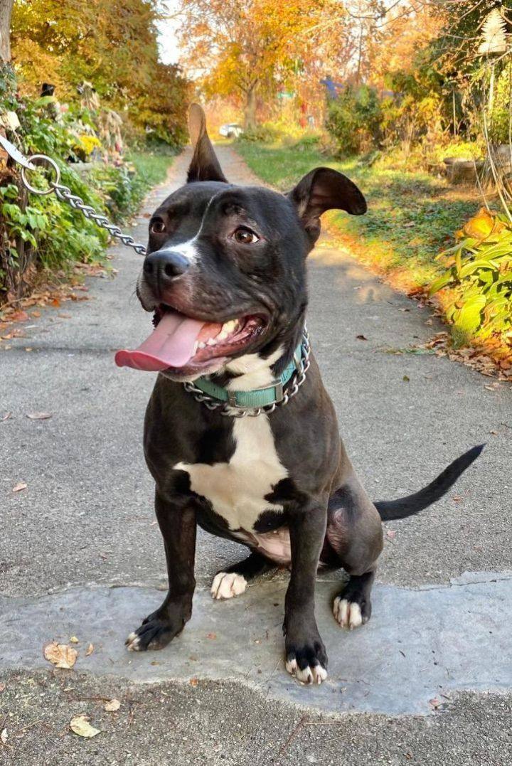 Happy , a Adopted mixed breed in Valparaiso, IN image 4/4