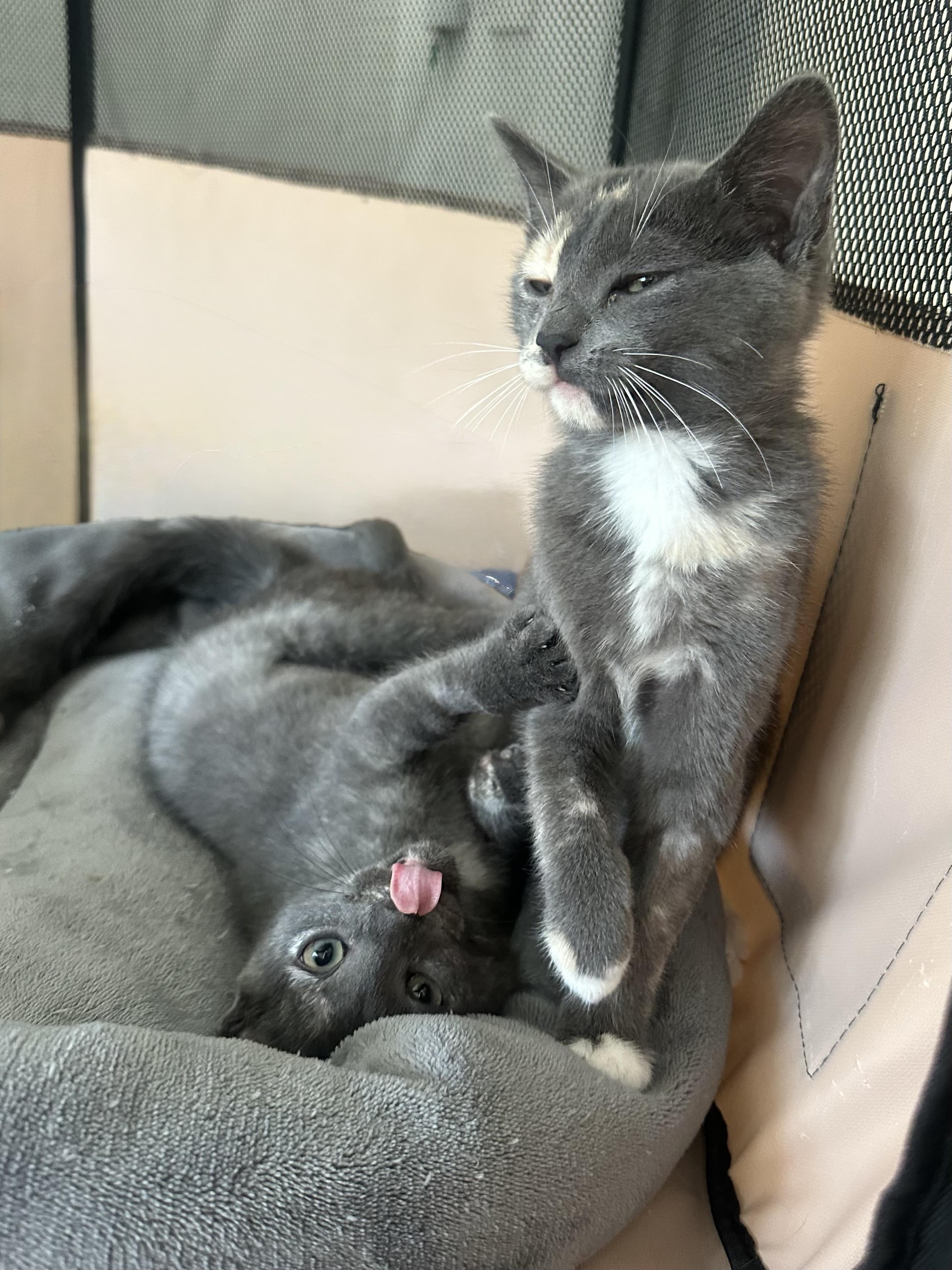 Enlarge Sugar & Sprinkles BONDED PAIR, a Adoptable Domestic Short Hair in Troy, MI image 1/6