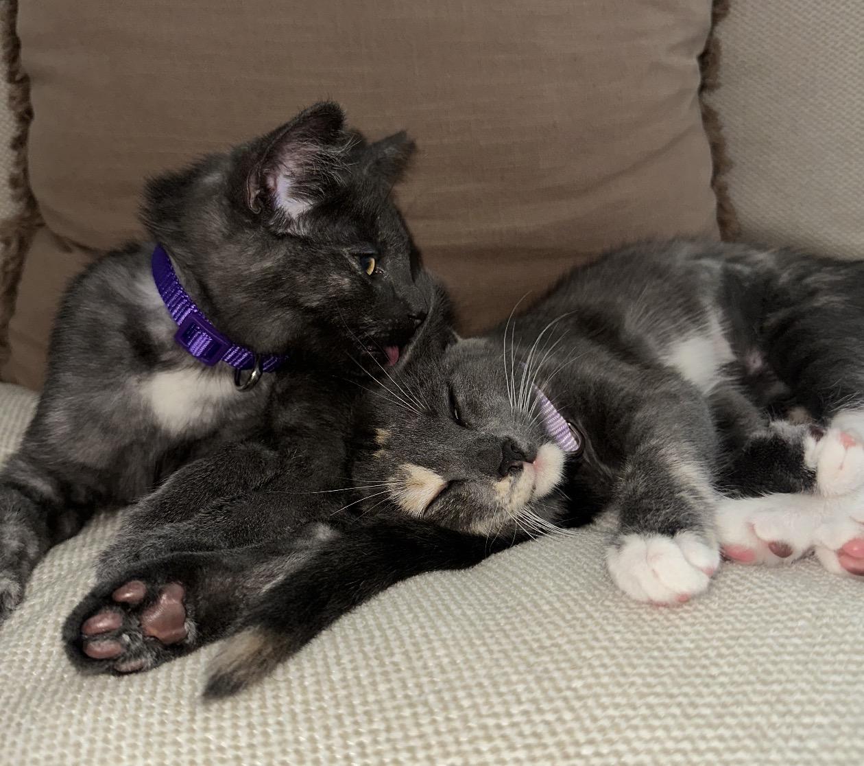 Enlarge Sugar & Sprinkles BONDED PAIR, a Adoptable Domestic Short Hair in Troy, MI image 4/6