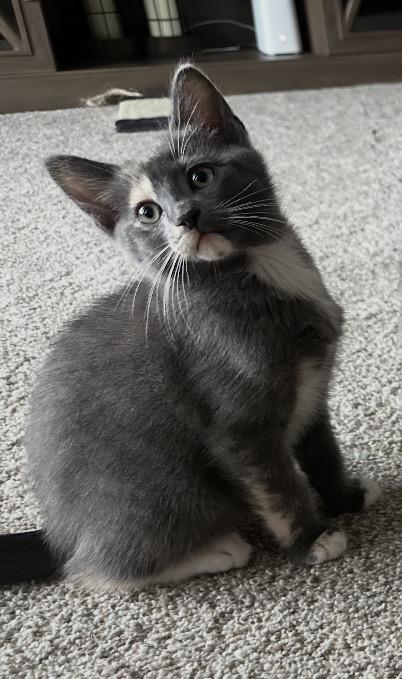 Enlarge Sugar & Sprinkles BONDED PAIR, a Adoptable Domestic Short Hair in Troy, MI image 5/6