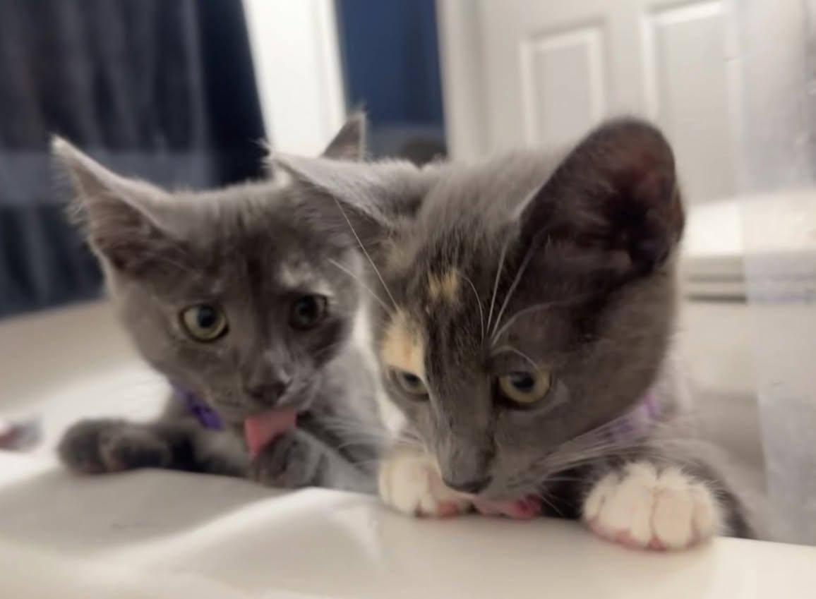 Enlarge Sugar & Sprinkles BONDED PAIR, a Adoptable Domestic Short Hair in Troy, MI image 6/6