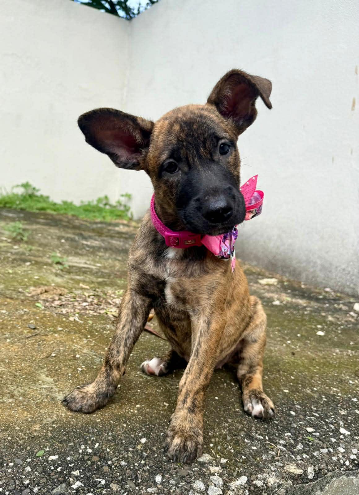 Bingo, ADOPTABLE, Puppy Female Carolina Dog.