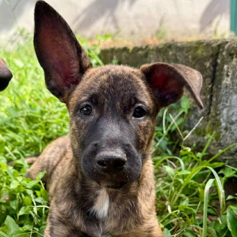 Enlarge Bingo, a other mixed breed in Warren, NJ image 3/4