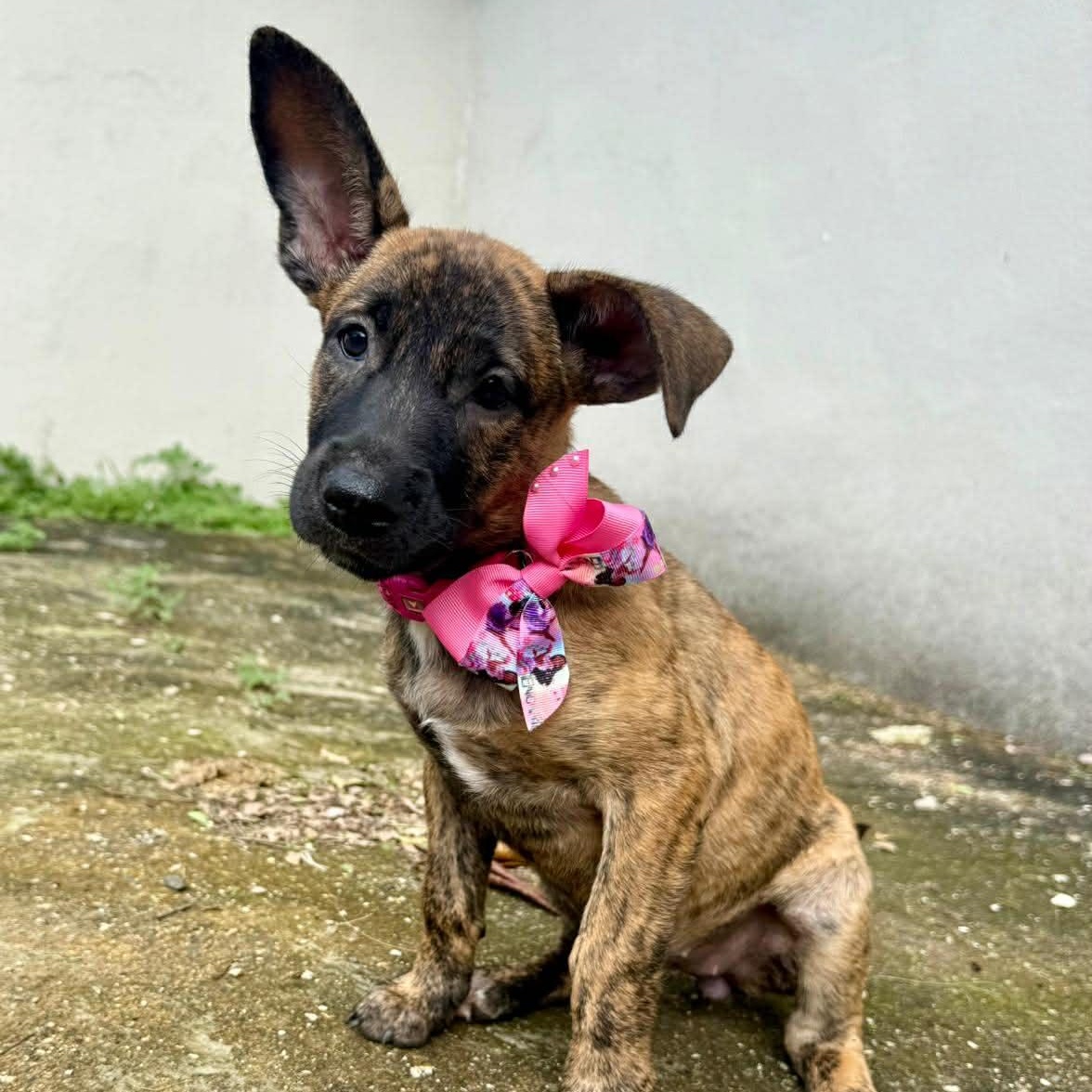 Enlarge Bingo, a other mixed breed in Warren, NJ image 2/4