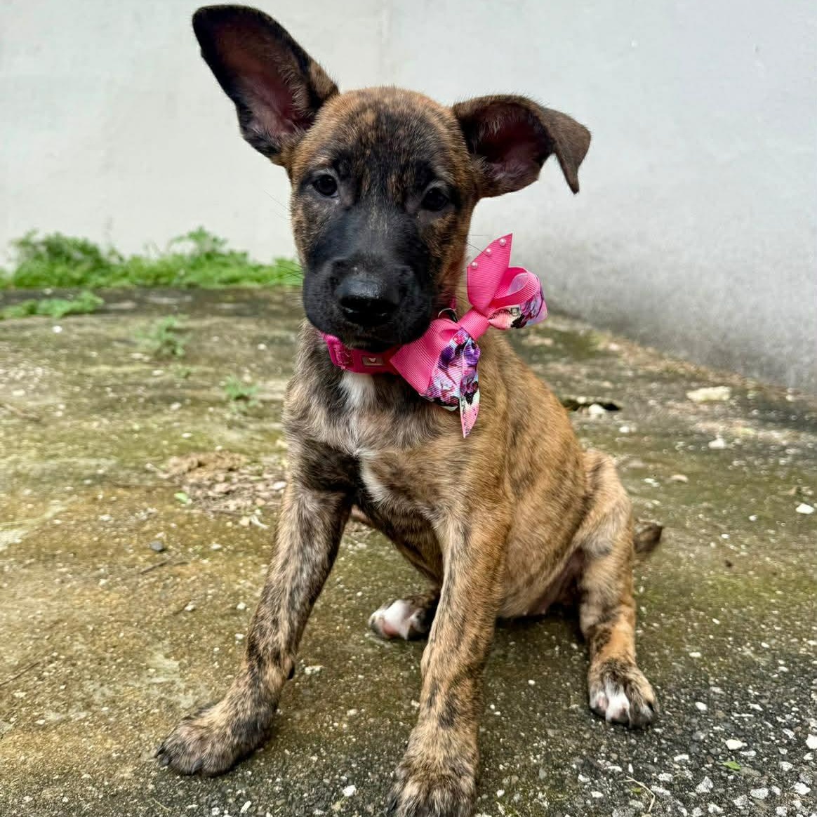 Enlarge Bingo, a other mixed breed in Warren, NJ image 4/4