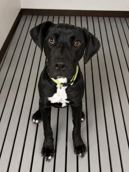 Jasnah, Adoptable, Puppy Female Labrador Retriever & Pointer.