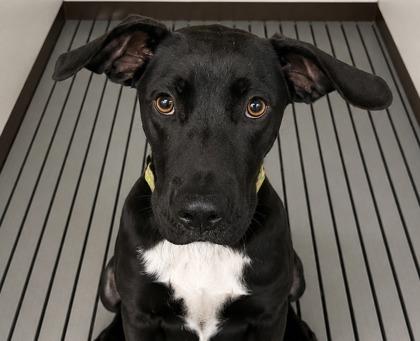Enlarge Jasnah, a Adoptable mixed breed in Cumming, GA image 2/3