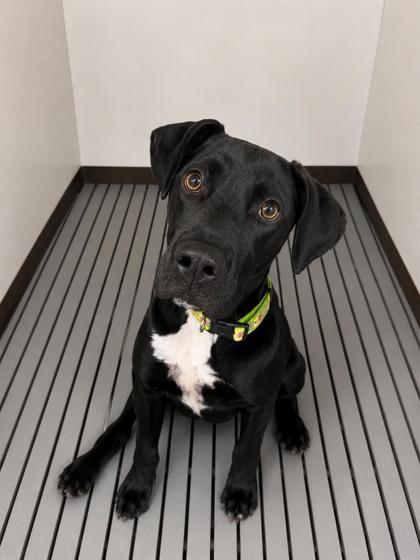 Enlarge Jasnah, a Adoptable mixed breed in Cumming, GA image 3/3