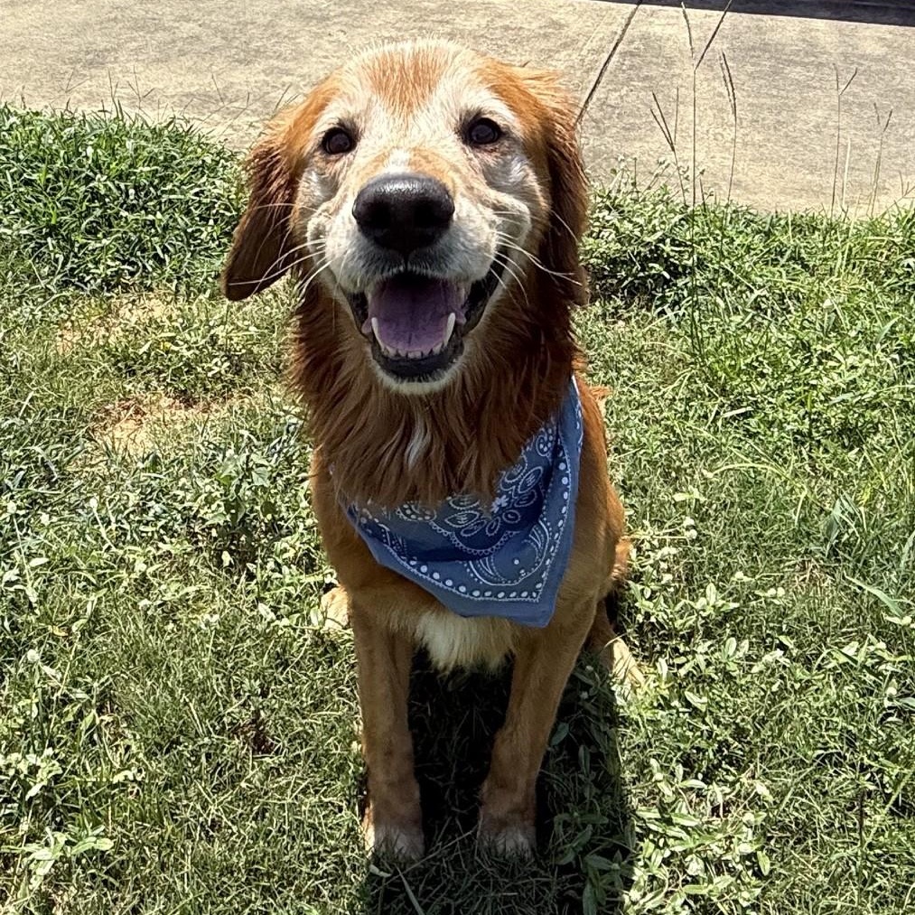 Enlarge Winston, an adopted Golden Retriever in New Canaan, CT image 1/1