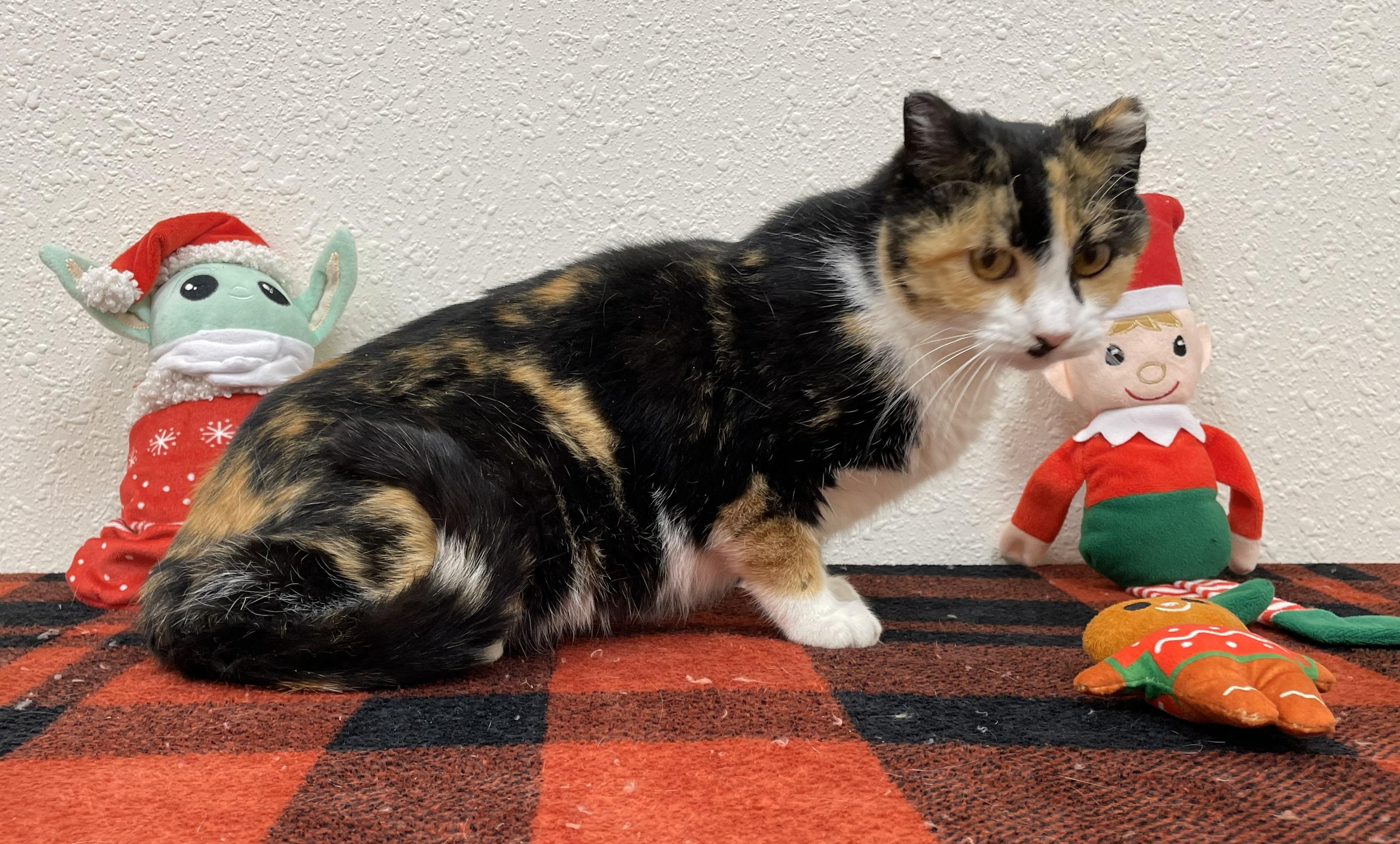 Enlarge Firefly, a Adoptable Domestic Short Hair in Red Wing, MN image 4/4