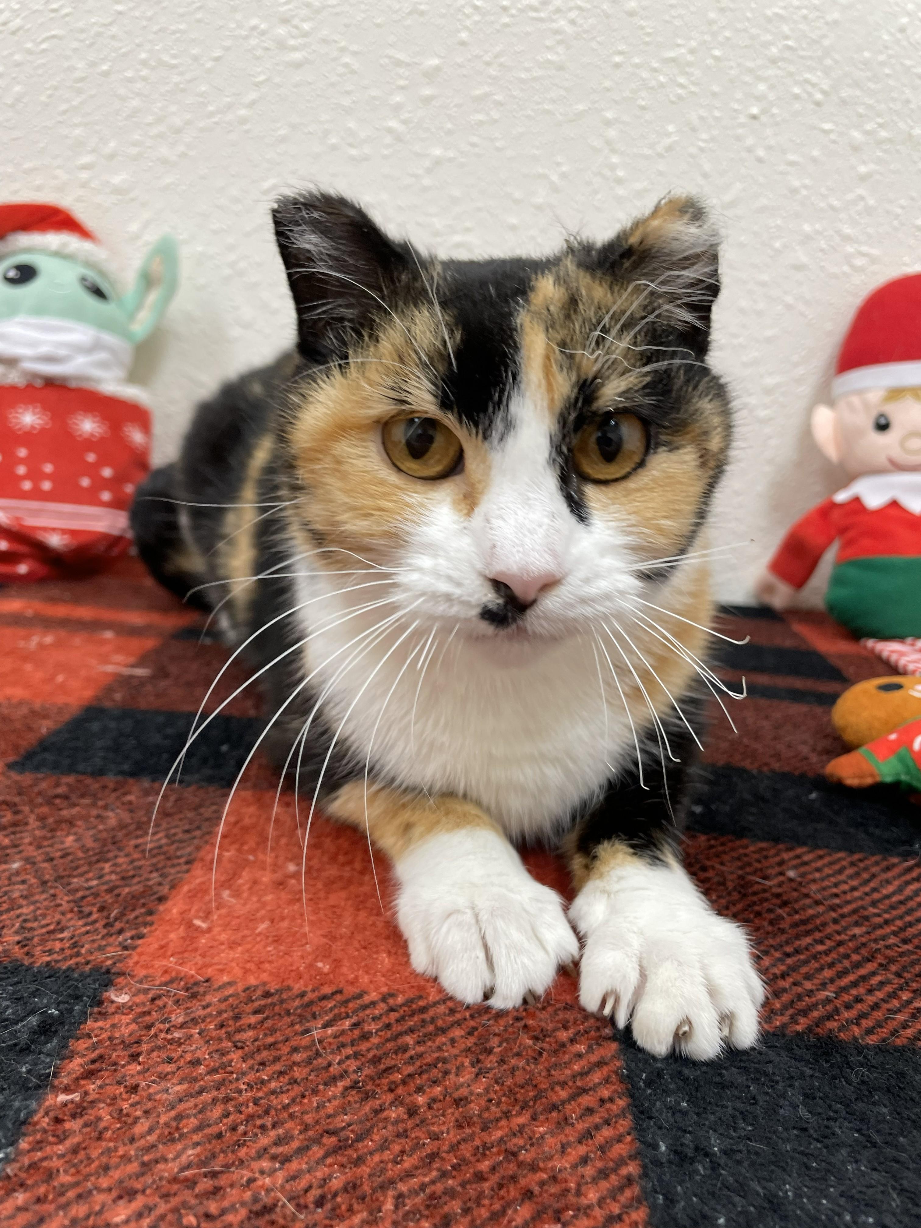 Enlarge Firefly, a Adoptable Domestic Short Hair in Red Wing, MN image 1/4