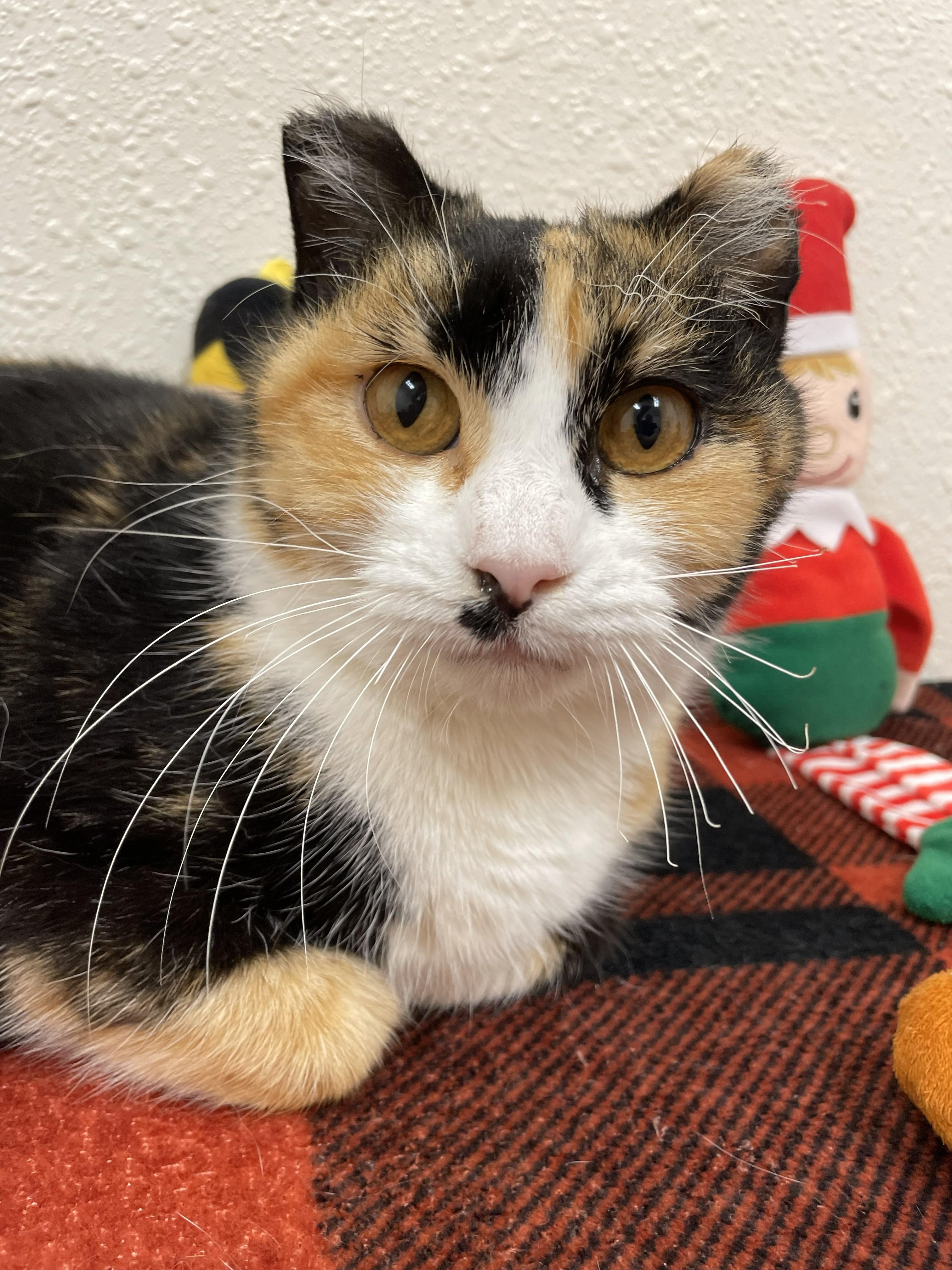 Enlarge Firefly, a Adoptable Domestic Short Hair in Red Wing, MN image 3/4