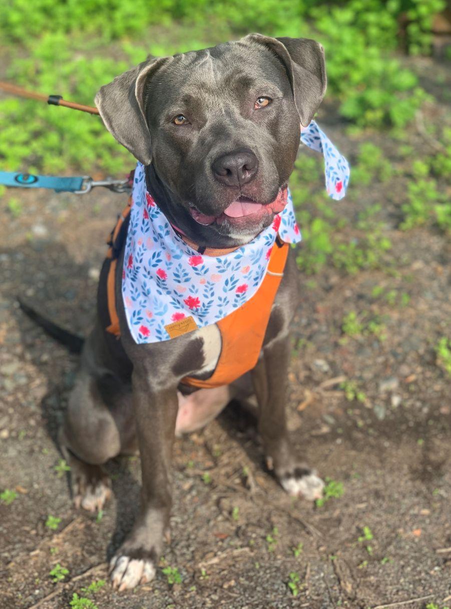 Maisy, Adoptable, Adult Female Pit Bull Terrier.