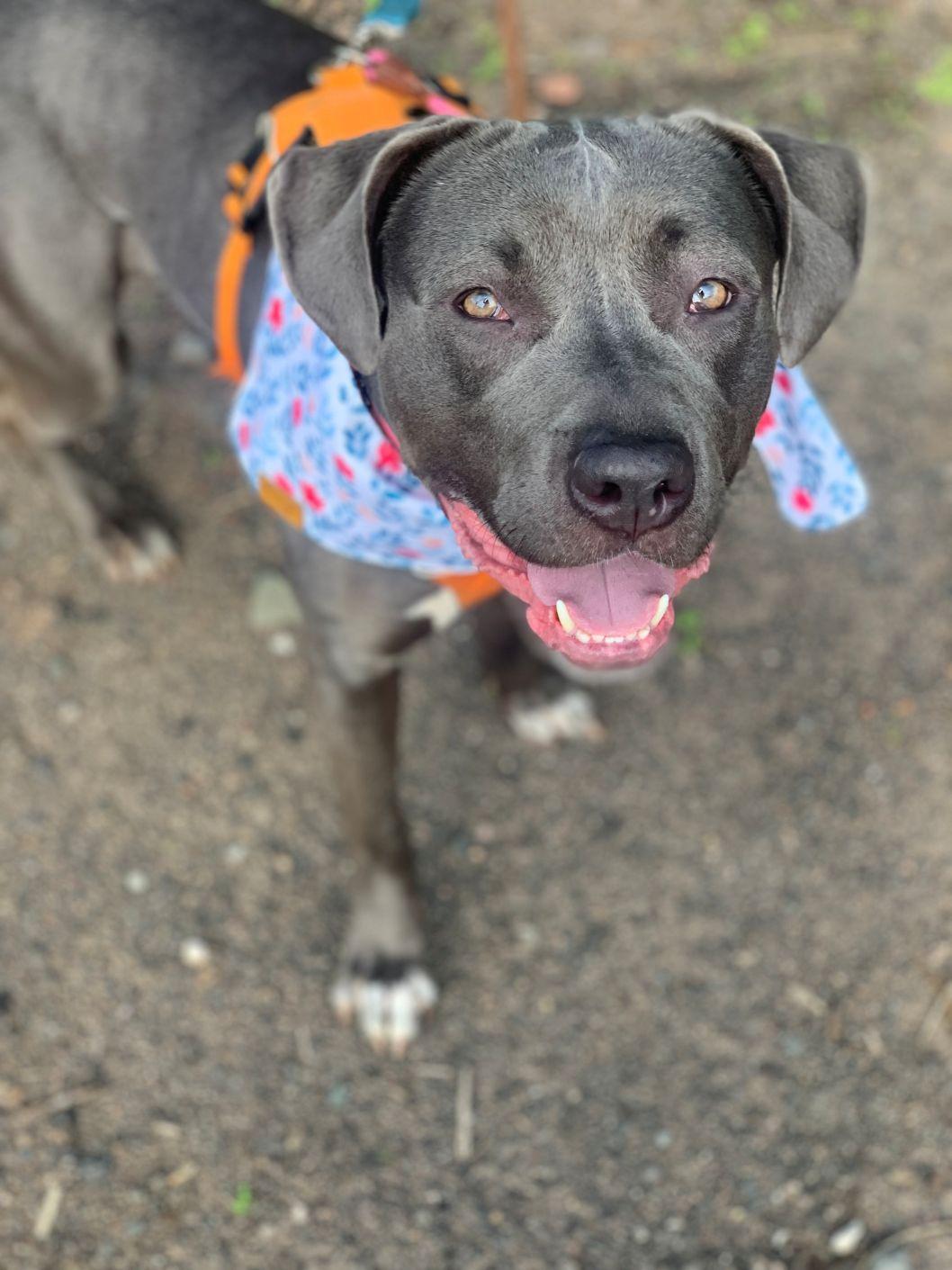 Enlarge Maisy, an adopted mixed breed in East Hartford, CT image 2/4