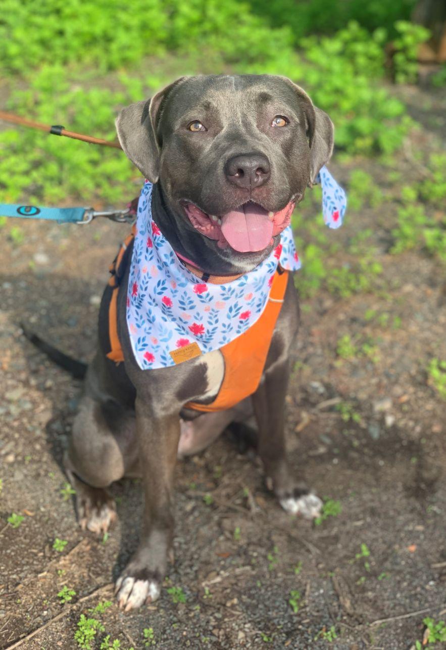 Enlarge Maisy, an adopted mixed breed in East Hartford, CT image 3/4