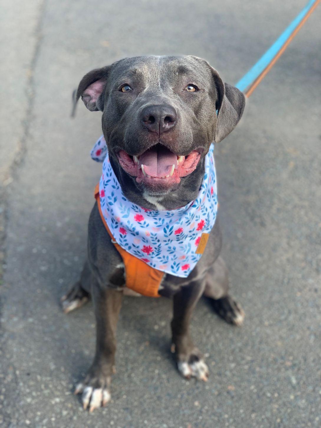 Enlarge Maisy, an adopted mixed breed in East Hartford, CT image 4/4