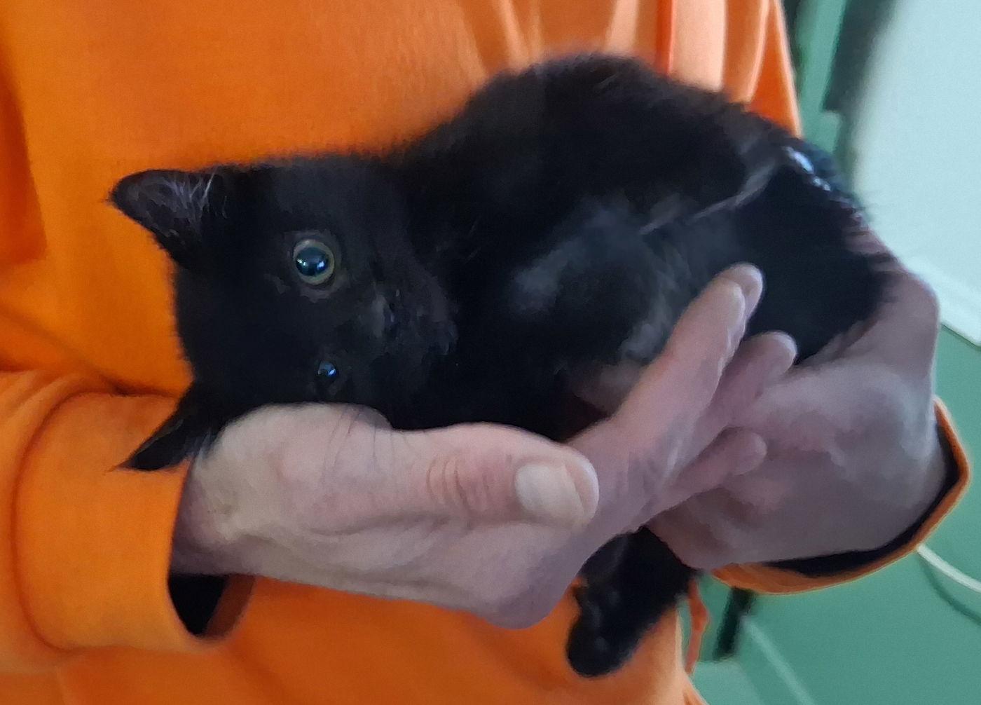 Enlarge McGrath, a Adopted Domestic Short Hair in Mcconnelsville, OH image 1/1