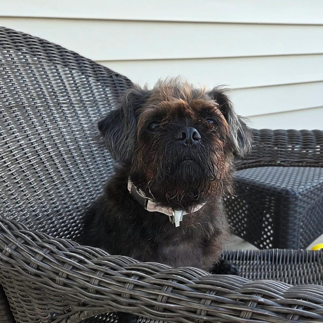 Kiki, Adopted, Senior Female Pug & Shih Tzu.
