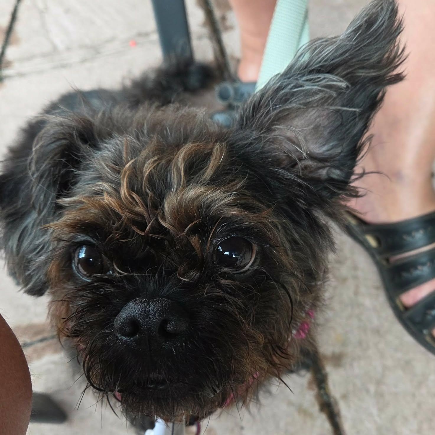 Enlarge Kiki, a Adopted mixed breed in Rochester, NY image 3/4