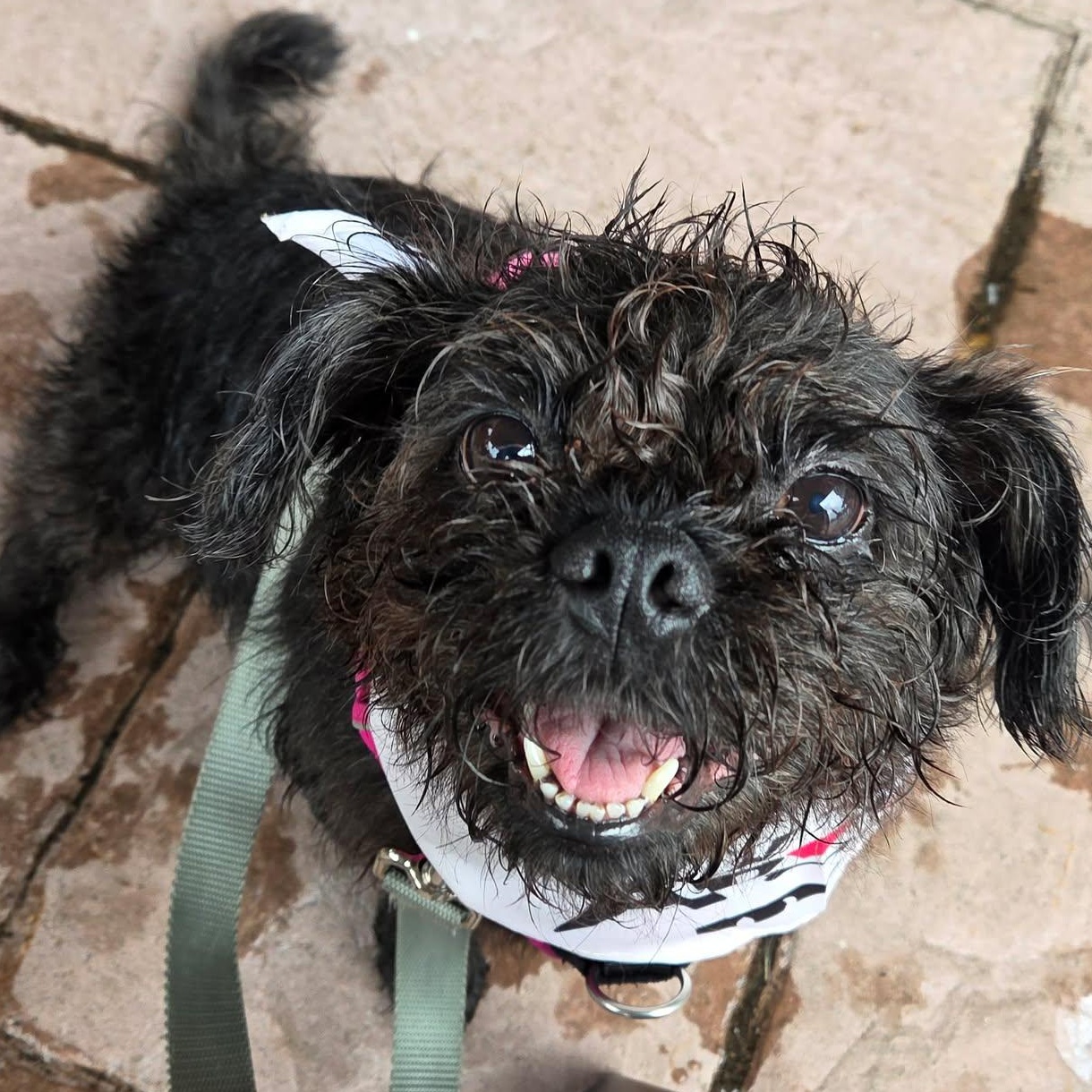 Enlarge Kiki, a Adopted mixed breed in Rochester, NY image 2/4