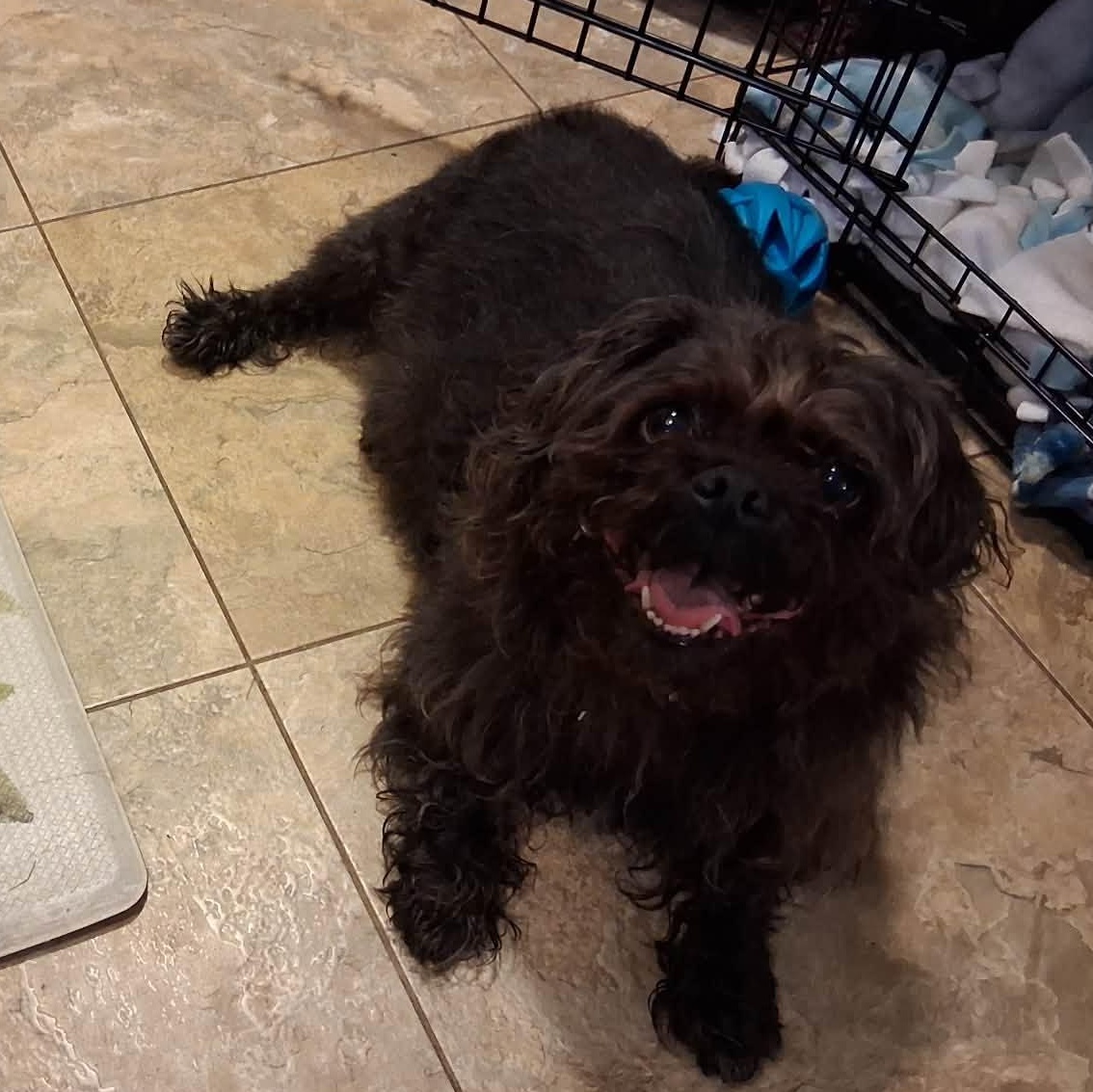 Enlarge Kiki, a Adopted mixed breed in Rochester, NY image 4/4