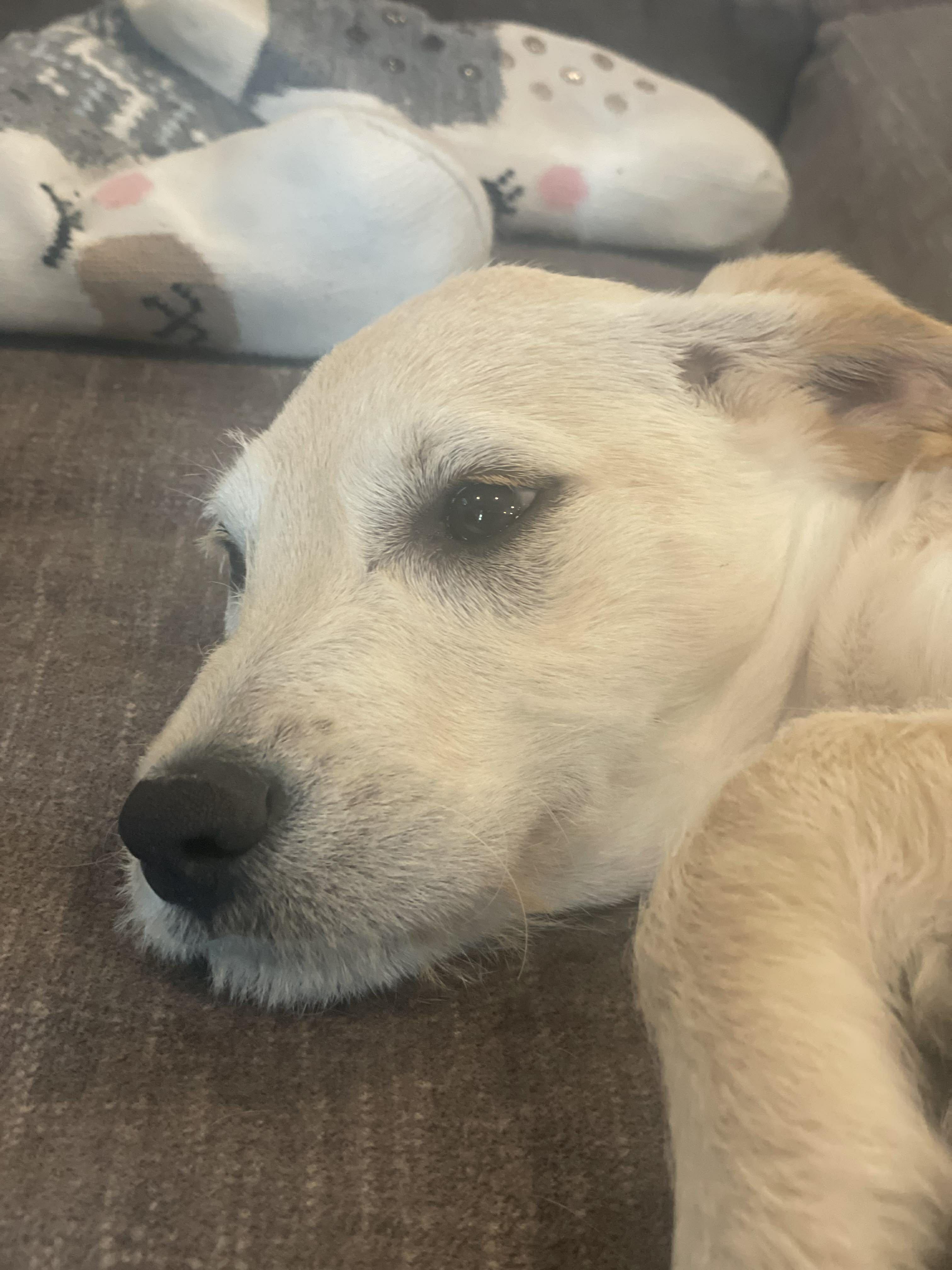 Marley, Adoptable, Puppy Female Rat Terrier & Golden Retriever.