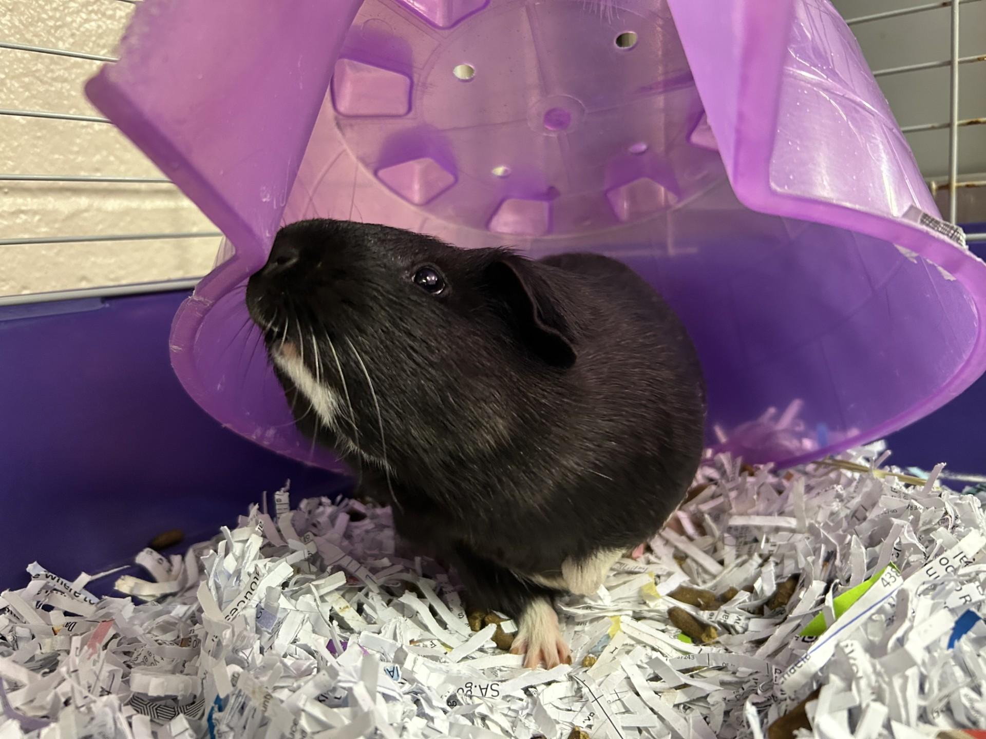 Toast, ADOPTABLE, Adult Male Guinea Pig.