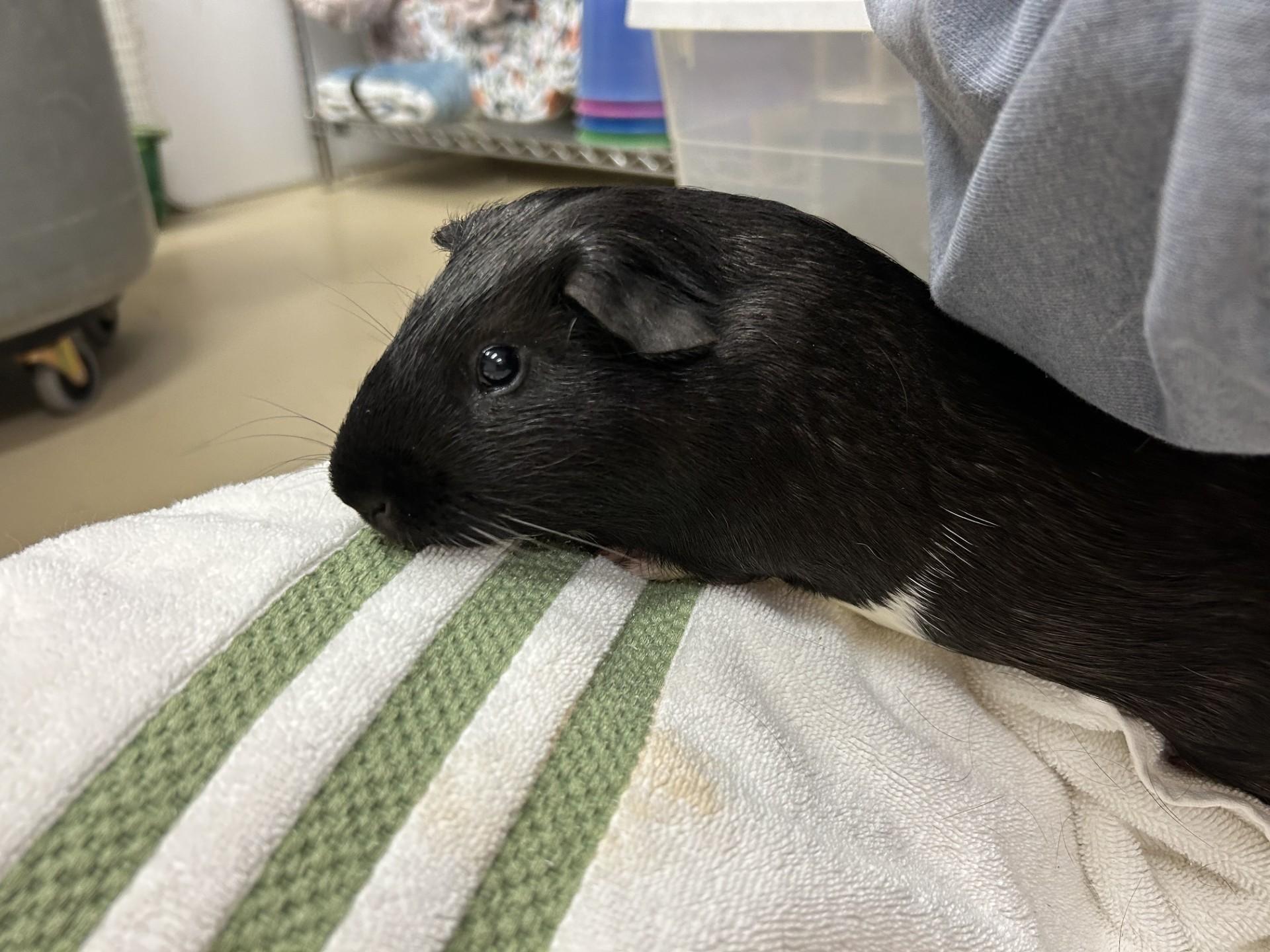 Enlarge Toast, a ADOPTABLE Guinea Pig in Clayton, NJ image 2/2