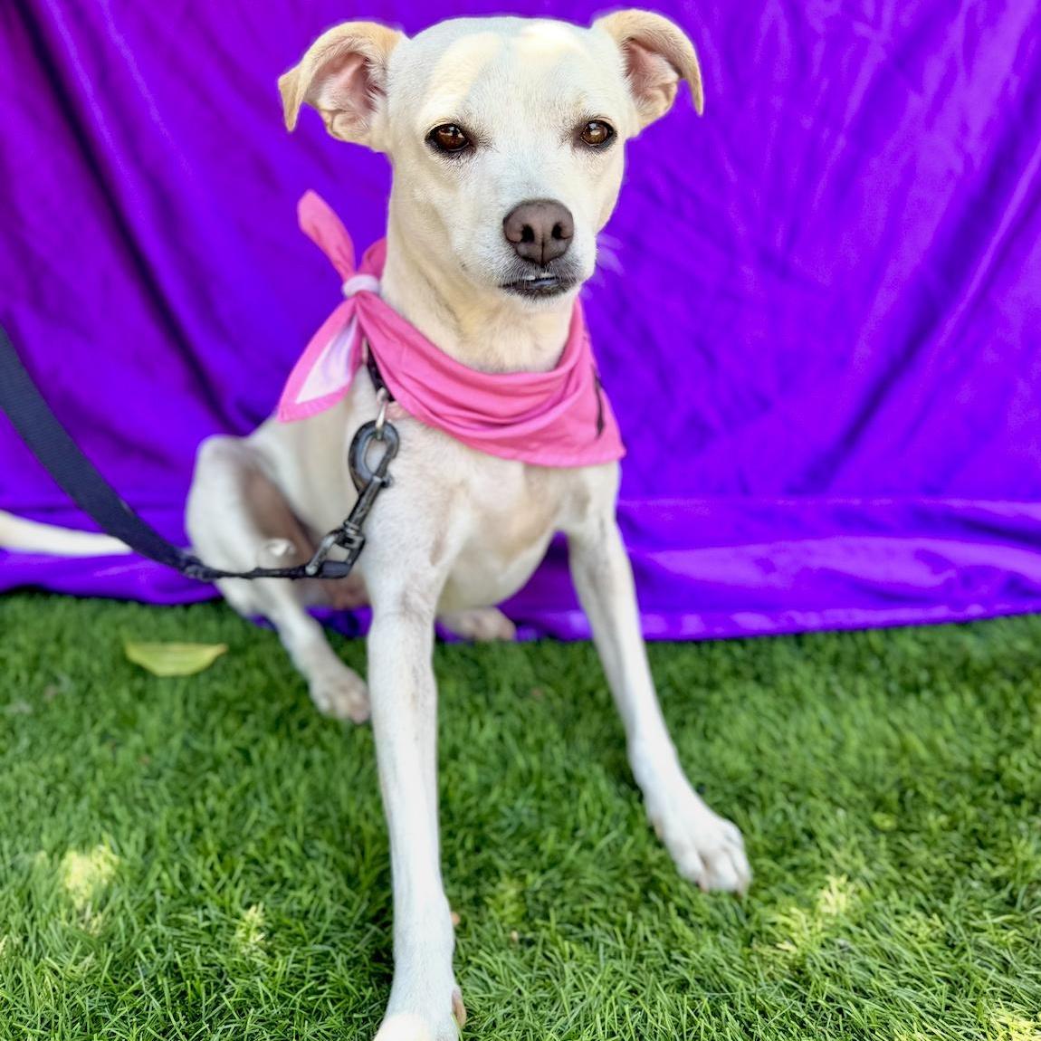 LEA, a ADOPTABLE mixed breed in Rowland Heights, CA image 5/6